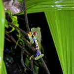 Frosch in Costa Rica
