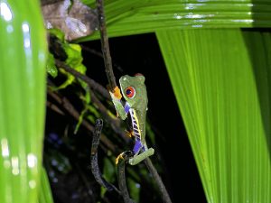 Frosch in Costa Rica