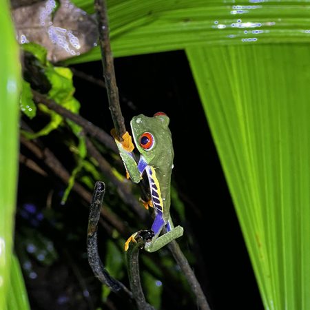 Costa Rica: Nachhaltiger Tourismus und atemberaubende Artenvielfalt