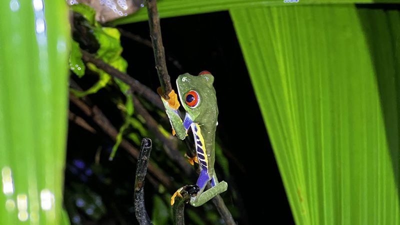 Costa Rica: Nachhaltiger Tourismus und atemberaubende Artenvielfalt