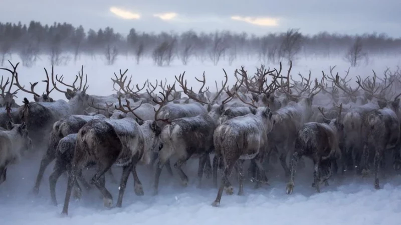 Auswirkungen des Klimawandels auf die Tierwelt in Lappland