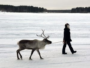 Ich und das Rentier Päri