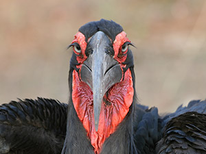Hornbill Afrika