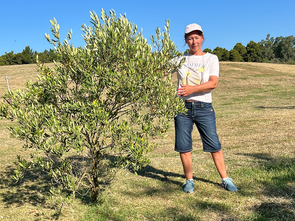 Olivenbaum