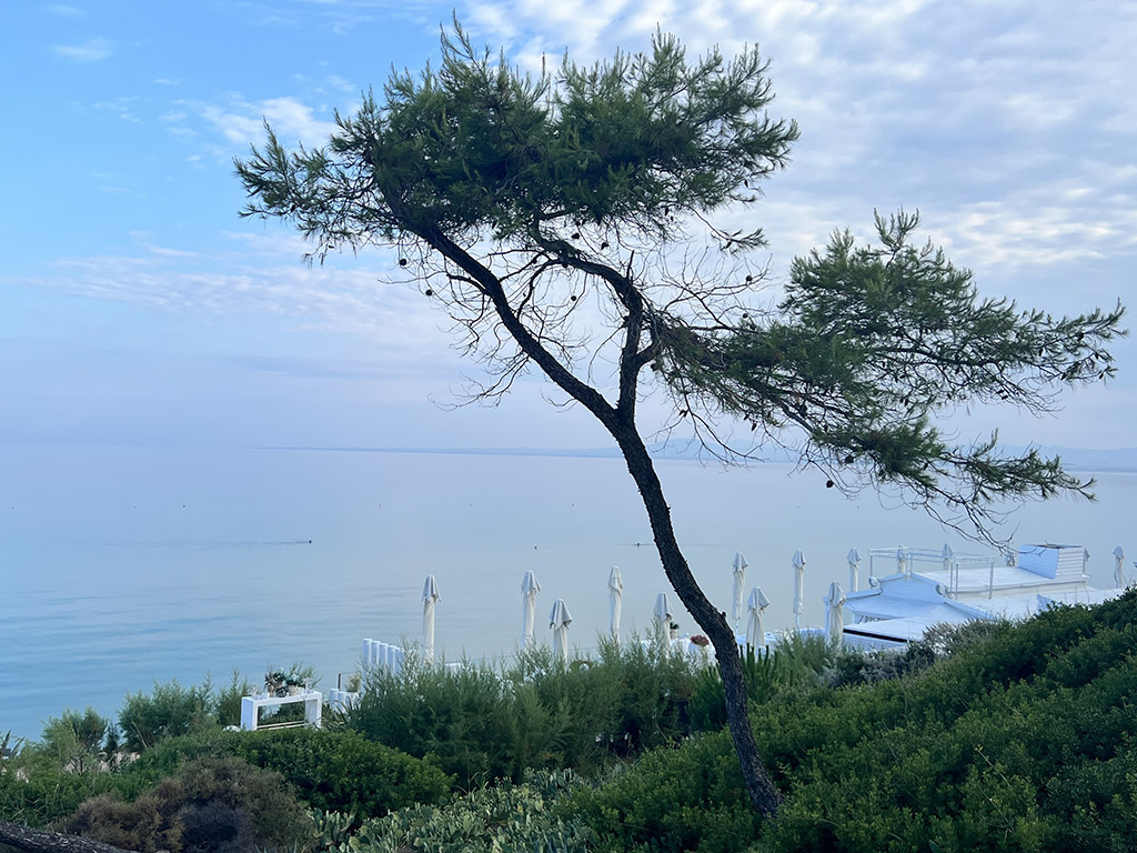 Pinie am Meer